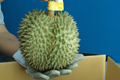 Durian